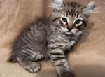 Highlander kity 2m - Highlander Kitten For Sale - Goshen, AL, US