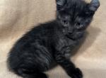 Highlander kity 3m - Highlander Kitten For Sale - Goshen, AL, US