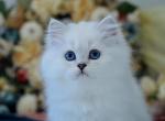 Elliana - Scottish Straight Kitten For Sale - Spokane, WA, US