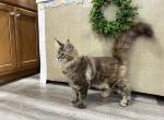 Genny - Maine Coon Kitten For Sale - 