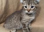 Highlander kity 4m - Highlander Kitten For Sale - Goshen, AL, US