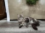 Gabby - Maine Coon Kitten For Sale - Nashville, TN, US