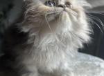 Dunkins babies - Persian Kitten For Sale - Plumas Lake, CA, US