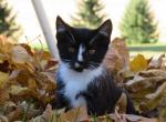 RANDY - Domestic Kitten For Adoption - Myerstown, PA, US