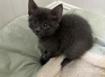 Gracie - Domestic Kitten For Sale - Concord, MA, US