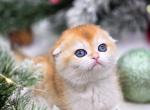 Belinda - Scottish Fold Kitten For Sale - Watertown, NY, US