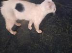 Gojo - Turkish Van Kitten For Sale - Castaic, CA, US