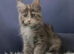 Lucy - Maine Coon Kitten For Sale - Hollywood, FL, US