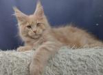 Lis - Maine Coon Kitten For Sale - Hollywood, FL, US