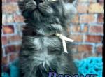 Tess Litter - Maine Coon Kitten For Sale - Wisconsin Rapids, WI, US