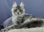 Kosmos - Maine Coon Kitten For Sale - Hollywood, FL, US