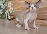 Teodor - Devon Rex Kitten For Sale - Norwalk, CT, US