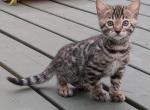 Vinny the Bengal kitten - Bengal Kitten For Sale - Norwalk, OH, US