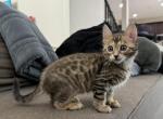 Cashmere Female - Bengal Kitten For Sale - Calimesa, CA, US