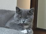 Smokey - Scottish Straight Kitten For Sale - Clackamas, OR, US