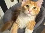 Pepper - Maine Coon Kitten For Sale - 