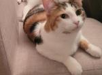 Lola and Luna - American Shorthair Cat For Adoption - St. Charles, IL, US