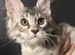 Stark - Maine Coon Kitten For Sale - 