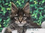 Windsor - Maine Coon Kitten For Sale - Charlotte, NC, US