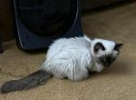 Pearl Litter - Balinese Kitten For Sale - Hagerstown, IN, US