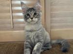 Mainecoon kitten female blue - Maine Coon Kitten For Sale - CA, US