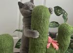 Brie - British Shorthair Kitten For Sale - 