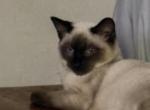 Pearl litter 2 - Siamese Kitten For Sale - Hagerstown, IN, US