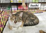 Sushi - Domestic Kitten For Sale - Grand Blanc, MI, US