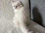 Sequim Frosty - Scottish Straight Kitten For Sale - Sequim, WA, US