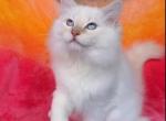 Oakley - Ragdoll Kitten For Sale - 