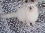 Bruce - Ragdoll Kitten For Sale - 