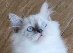 Bruce - Ragdoll Kitten For Sale - 