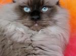 Knox - Ragdoll Kitten For Sale - 