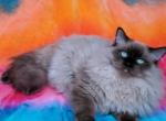 Knox - Ragdoll Kitten For Sale - 