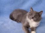 Stormy - Ragdoll Kitten For Sale - 