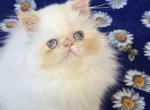 Charlotte - Himalayan Kitten For Sale - Gurnee, IL, US