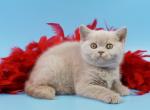 British A Elliot - British Shorthair Kitten For Sale - New York, NY, US