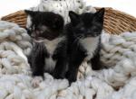 Cute kittens - Domestic Kitten For Sale - 