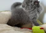 Scottish fold - Scottish Fold Kitten For Sale - Chicago, IL, US