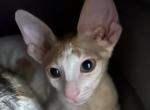 Butterbean - Cornish Rex Kitten For Sale