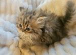 Golden Chinchilla Persian Ragdoll Gold Girl - Persian Kitten For Sale - VA, US