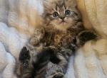 Golden Chinchilla Persian Ragdoll Golden Girl - Persian Kitten For Sale - 