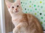 Maine Coon EZ Changbin - Maine Coon Kitten For Sale - Manorville, NY, US