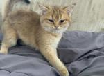 Jasper - Scottish Straight Kitten For Sale - 