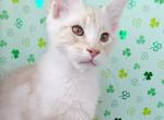 Maine Coon EZ Julian - Maine Coon Kitten For Sale - Brooklyn, NY, US