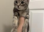 Jerry - Domestic Kitten For Sale - Concord, MA, US