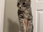 Ben - Domestic Kitten For Sale - Concord, MA, US