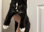 Tessa - Domestic Kitten For Sale - Concord, MA, US