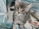 Bobby - Maine Coon Kitten For Sale - 