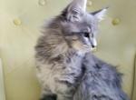 Georgia - Maine Coon Kitten For Sale - 